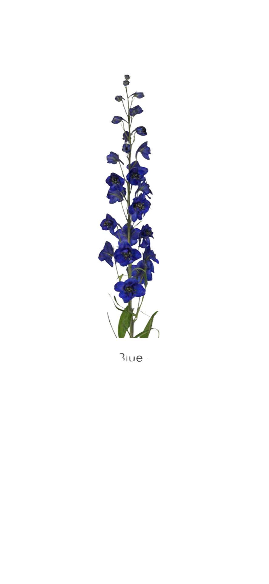 Blue Delphinium